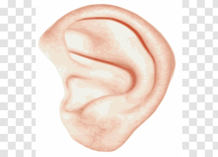 Ear Clip Art - Flower - Big Cliparts Transparent PNG