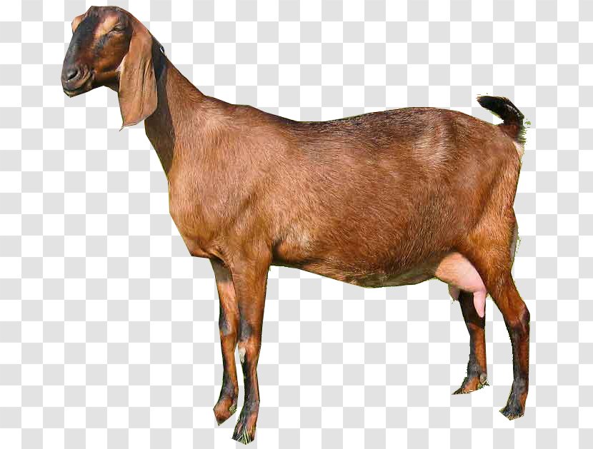 Anglo-Nubian Goat Pygora Oberhasli Pygmy Boer - American Lamancha - Dwarf Transparent PNG