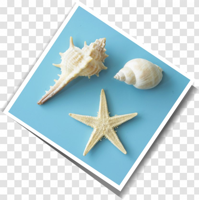 Starfish Cupboard Seashell - Conch Transparent PNG