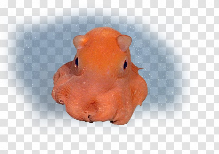 2018 Land Rover Range Dumbo Octopus Opisthoteuthis Californiana Squid - Mud Transparent PNG