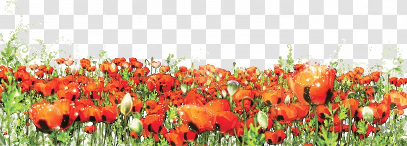 Art High-definition Television Summer Wallpaper - Floristry - Vector Creative Hand-painted Tulip Bed Transparent PNG