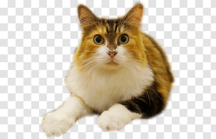 European Shorthair Munchkin Cat Manx American Curl Ragamuffin - Snout - Kitten Transparent PNG