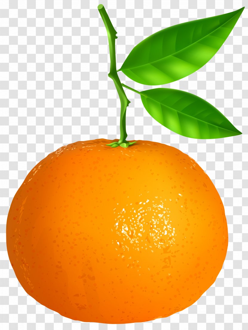 Clementine Tangerine Orange Tangelo Clip Art - Valencia - Transparent Image Transparent PNG