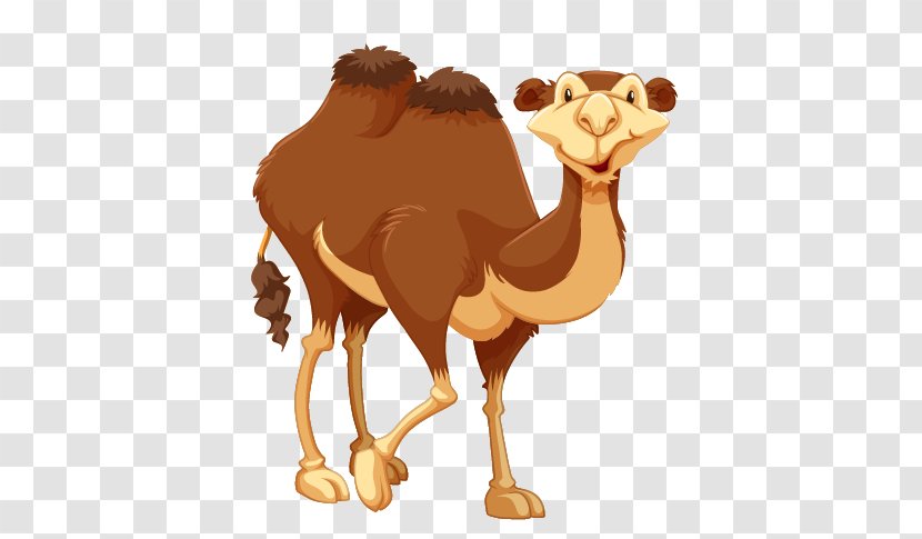 Camel Royalty-free Clip Art - Like Mammal Transparent PNG