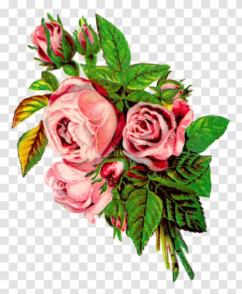 Cut Flowers Garden Roses Floral Design Clip Art - Botanical Transparent PNG