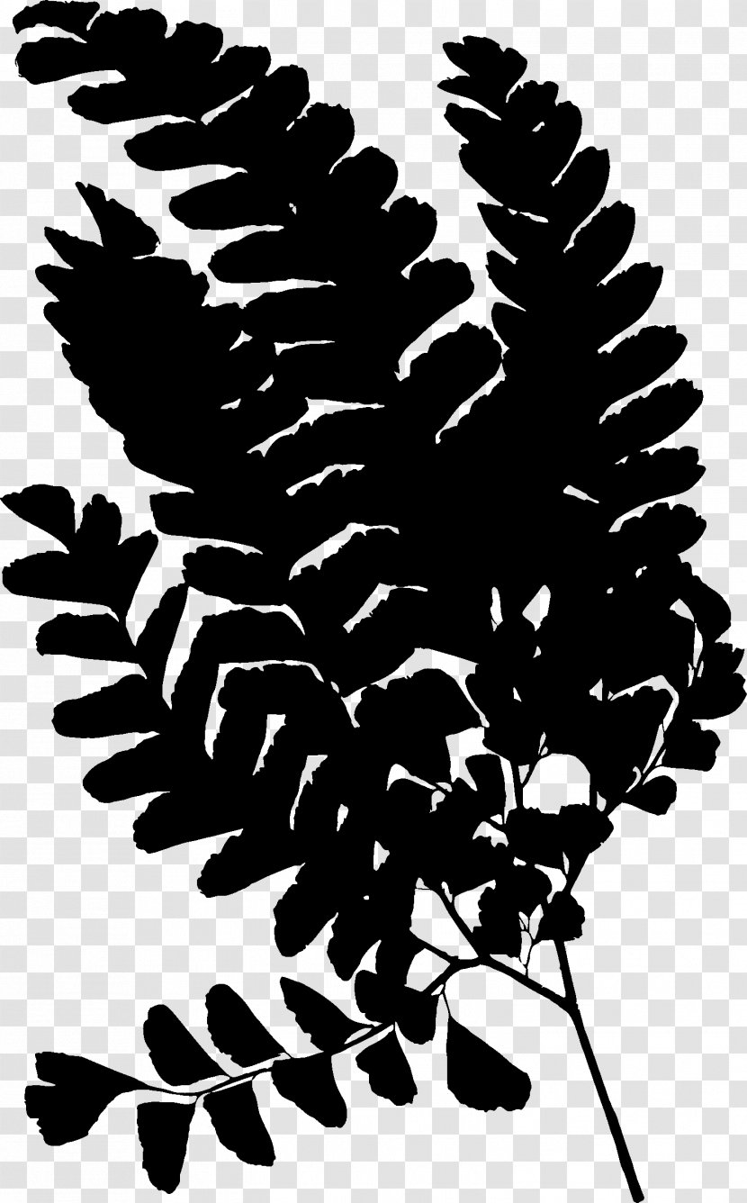 Pine Flowering Plant Font Silhouette - Branch - Ferns And Horsetails Transparent PNG