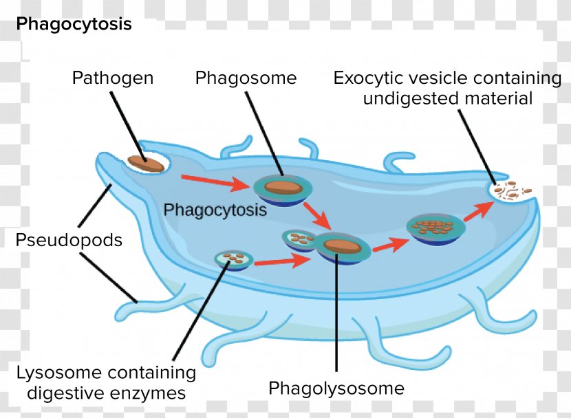 Endomembrane System Golgi Apparatus Lysosome Cell Organelle - Organism Transparent PNG