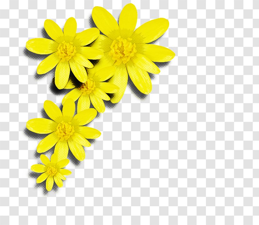 Bouquet Of Flowers Drawing - Flowering Plant - Perennial Daisy Family Transparent PNG