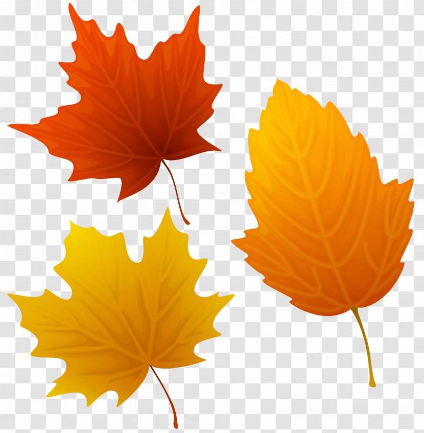 Autumn Leaf Color Art Clip - Flower - Watercolor Transparent PNG