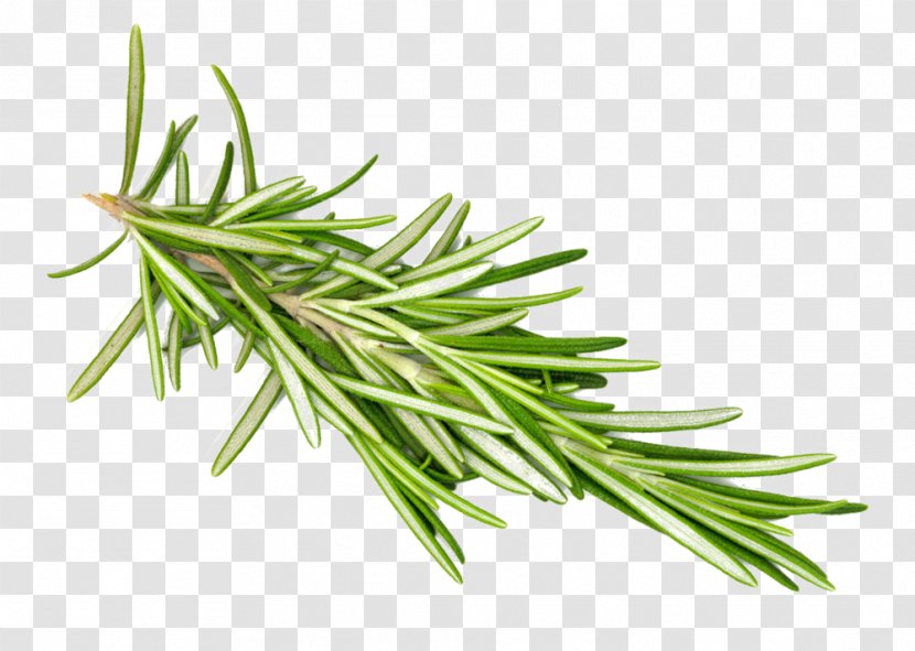 Rosemary Herb - Rgb Color Model - Forward Transparent PNG