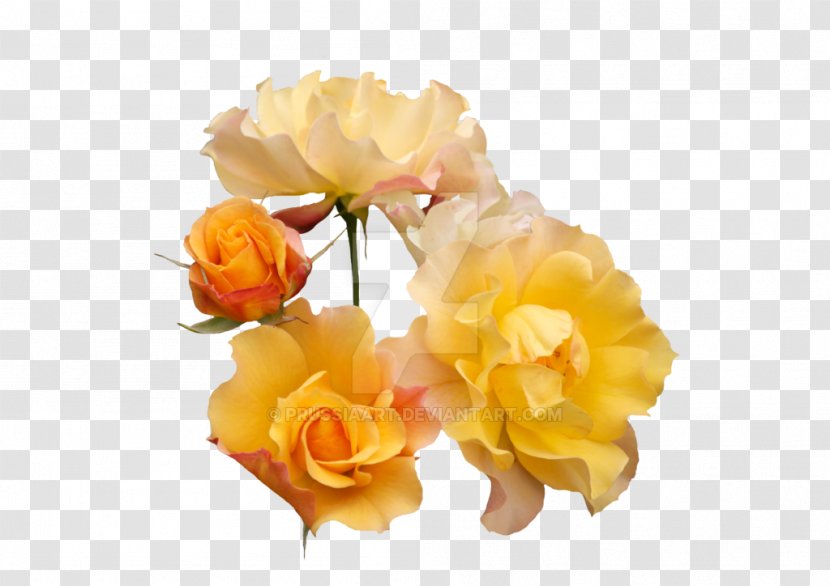 Garden Roses Cabbage Rose Yellow Cut Flowers Floribunda - Flower Transparent PNG