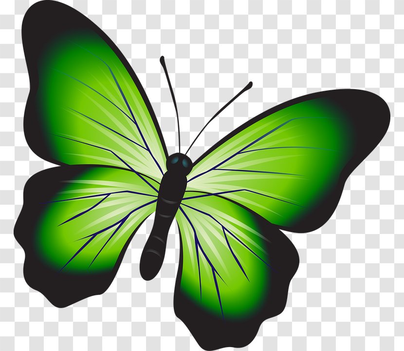 Clip Art Christmas Butterfly Drawing Transparent PNG