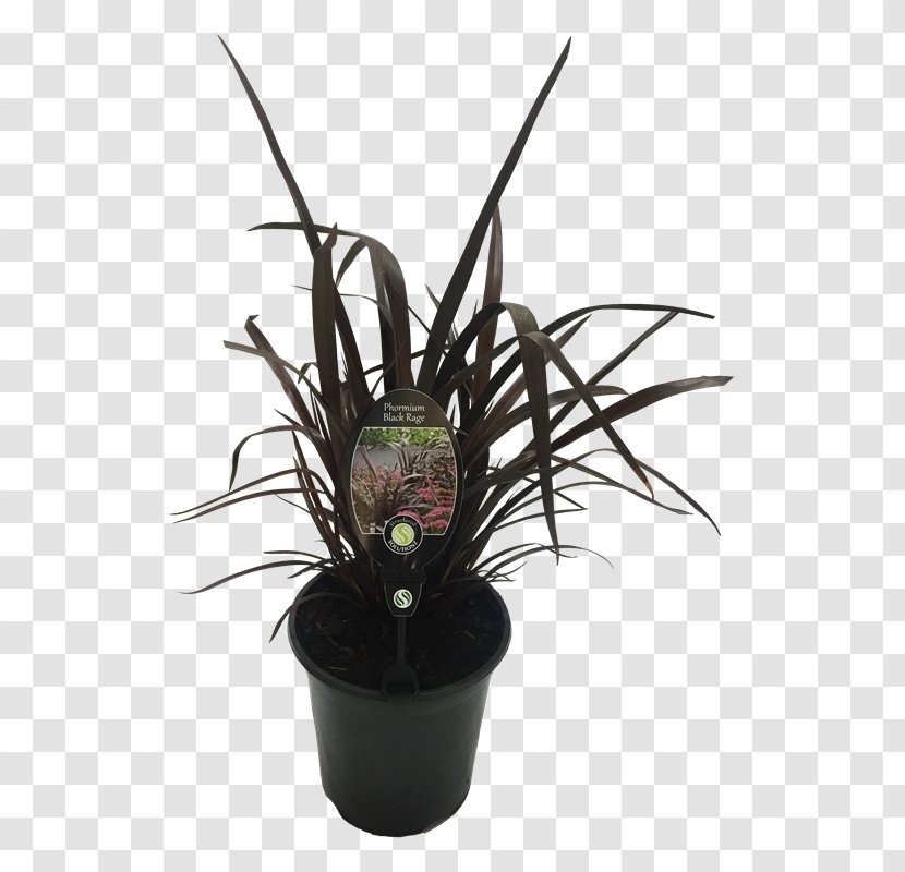 Flowerpot Citroën Cactus M Houseplant - Flower Transparent PNG