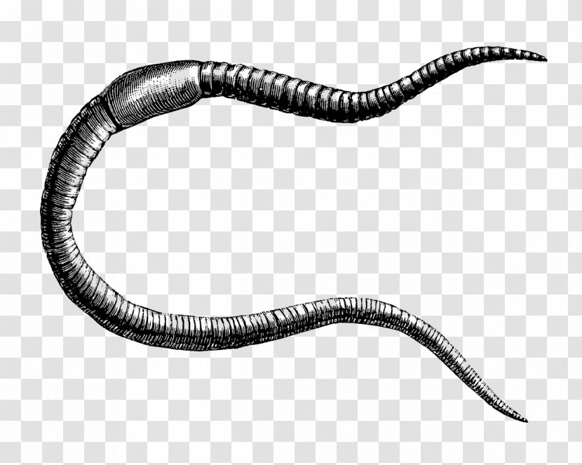 The Earthworm Annelid Drawing - Terrestrial Animal - Annelida Pennant Transparent PNG