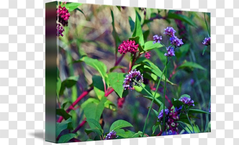 Herb Annual Plant Wildflower Flowering - Watercolor Berries Transparent PNG