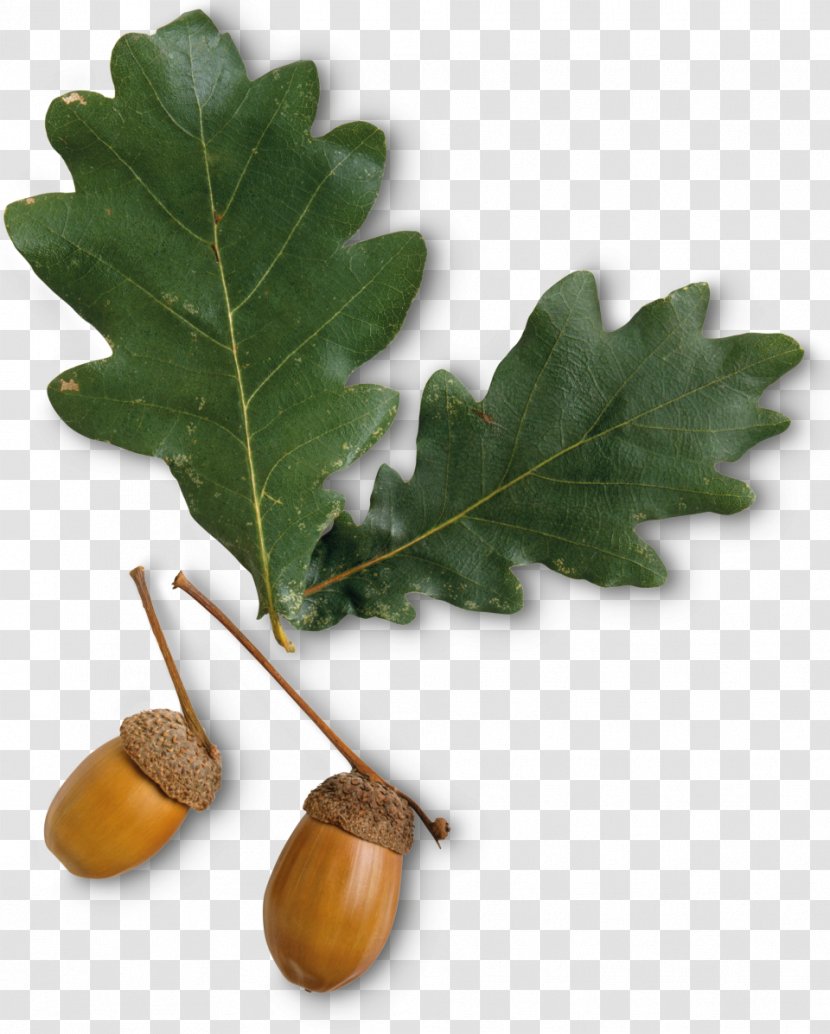 Leaf Tree Deciduous Oak Acorn - Nut Transparent PNG