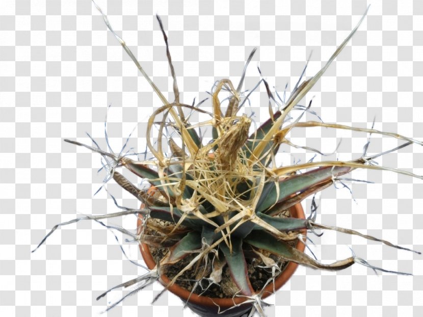 Cactaceae Astrophytum Myriostigma Leuchtenbergia Asterias Strawberry Hedgehog Cactus - Sansevieria Transparent PNG