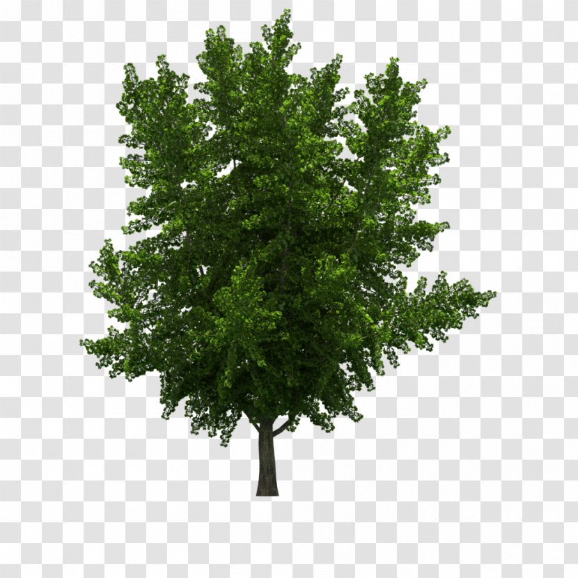 Tree Ginkgo Biloba Stock Photography Clip Art Transparent PNG