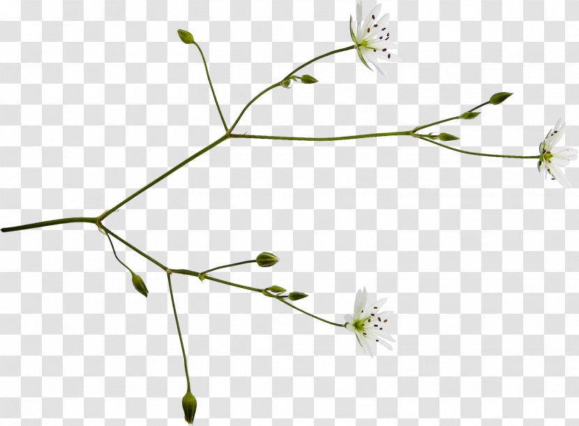 Twig Grasses Plant Stem Line Leaf - Grass Transparent PNG