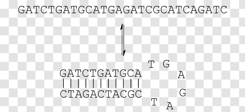 Stem-loop Oligonucleotide DNA RNA Protein Secondary Structure - Nucleotide - Parallel Transparent PNG