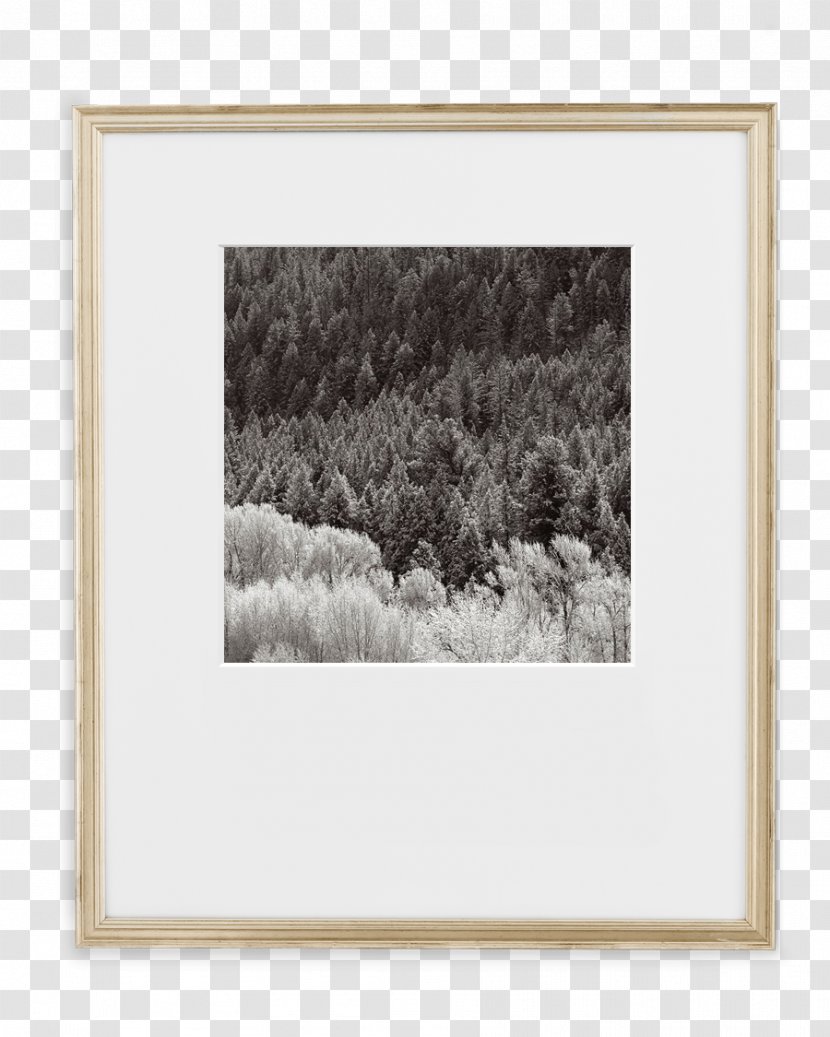 Picture Frames Document Mat Coffee - Frame Transparent PNG