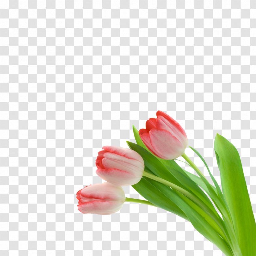 Pink Flowers Tulip - Floral Design - Three Tulips Transparent PNG