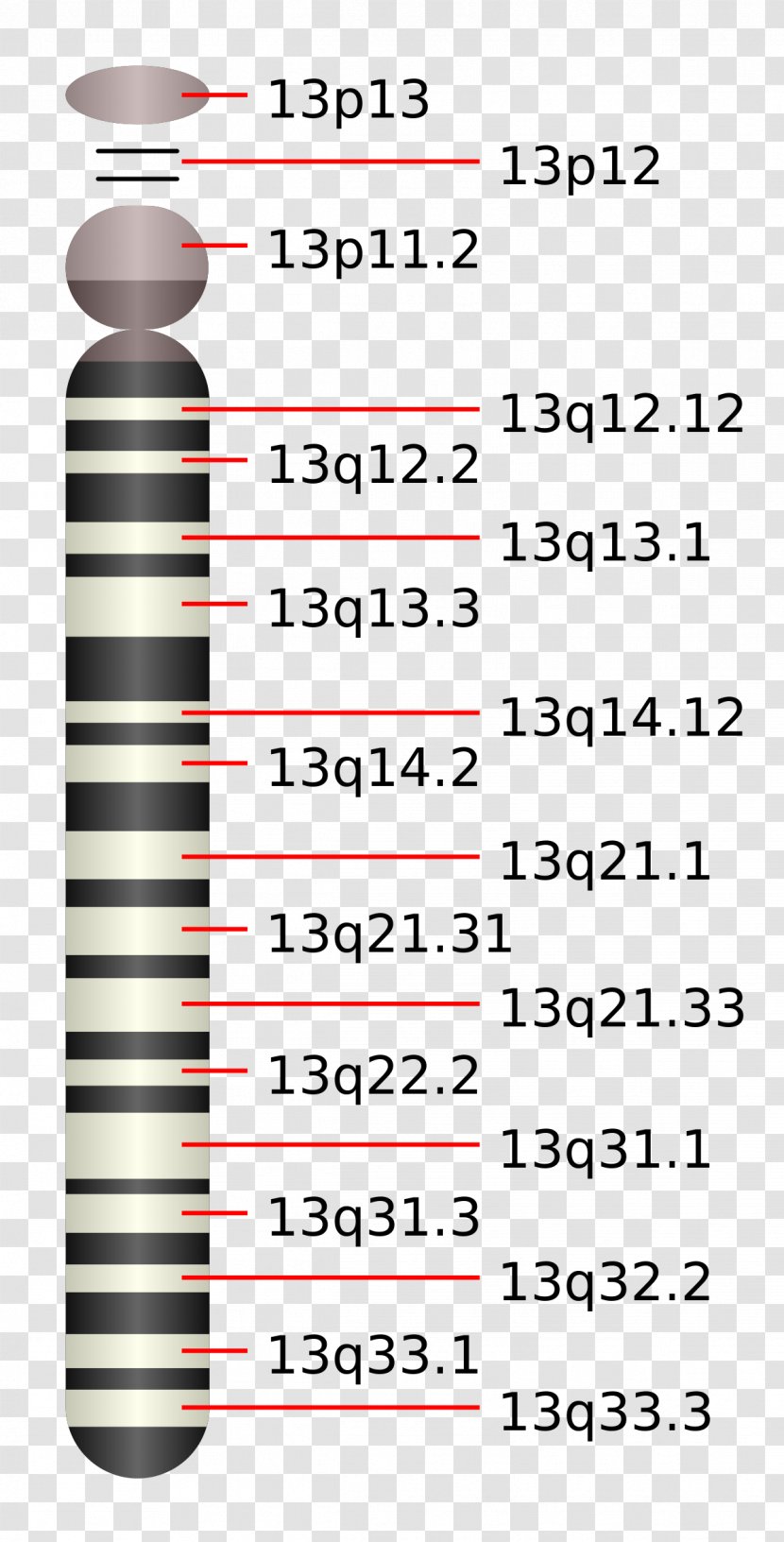 Chromosome 13 14 Patau Syndrome 15 (human) - Genetics Transparent PNG