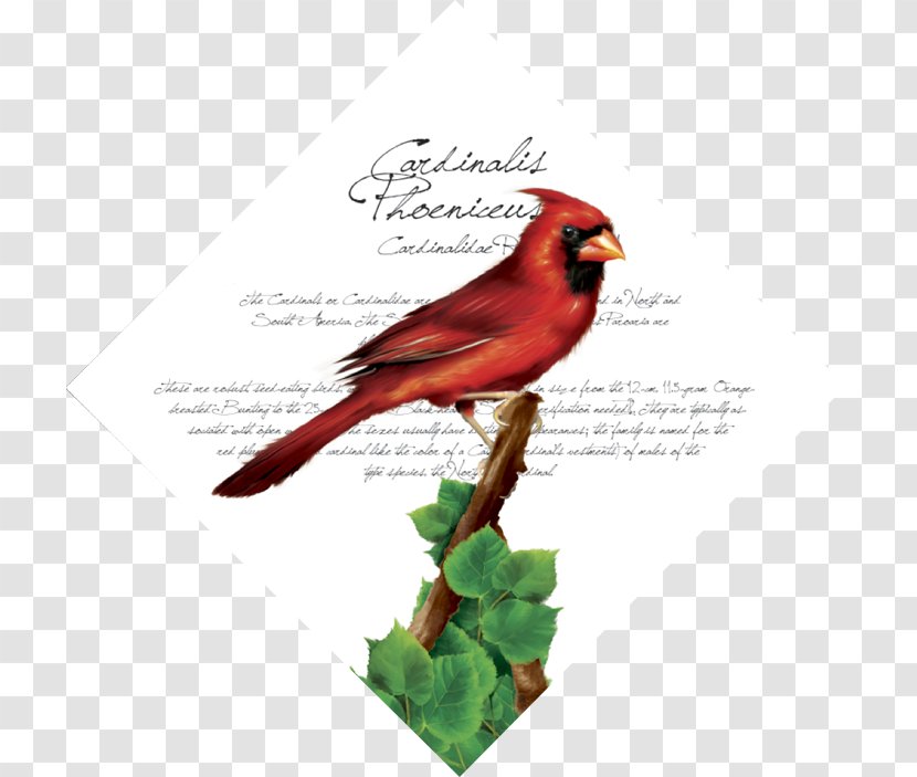 Fauna Beak Feather - Cardinal Transparent PNG