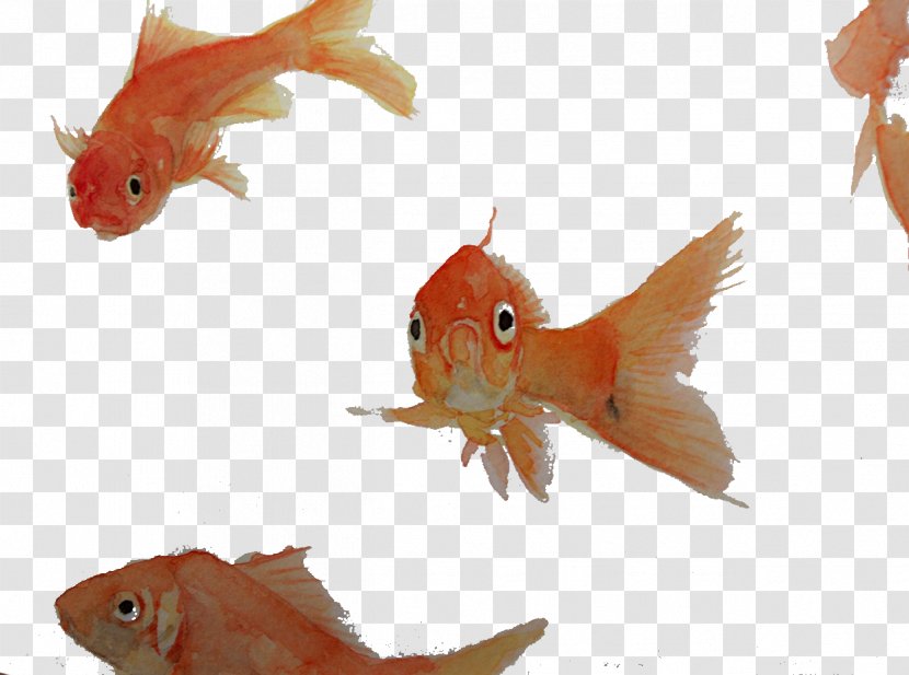 Goldfish Computer File - Seafood - Red Fish Transparent PNG
