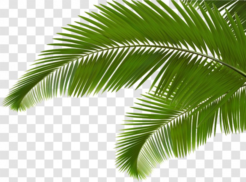 Palm Branch Arecaceae Leaf Frond Clip Art - Tree - Green Coconut Leaves Transparent PNG