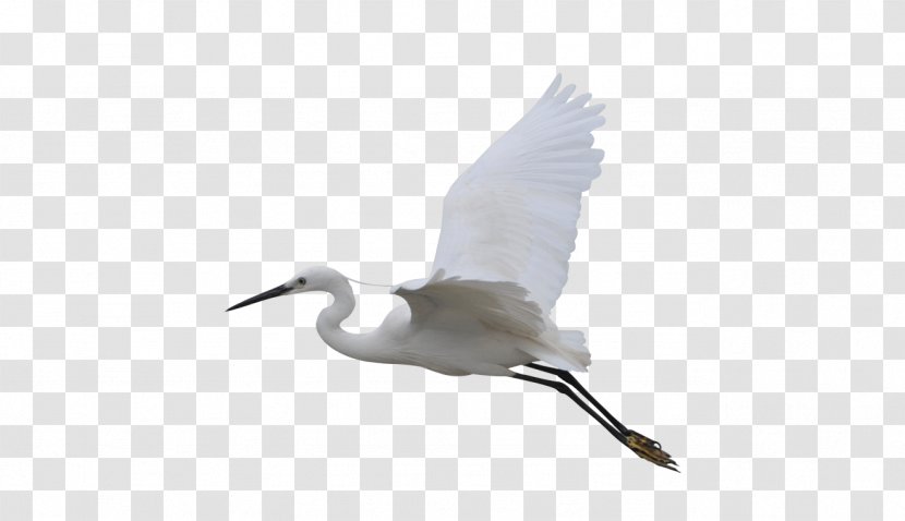 Beak Bird Goose Duck Cygnini - Anatidae - Flying Crane Transparent PNG