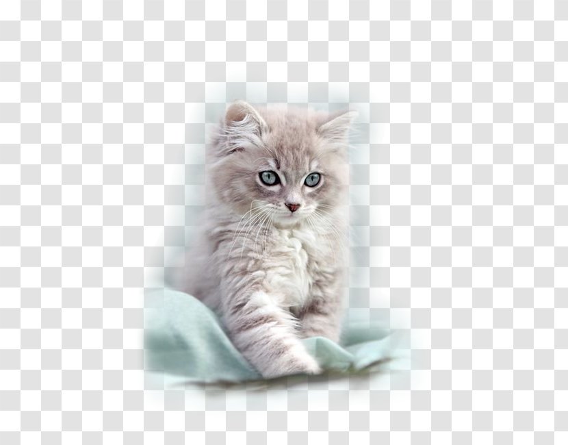 Ragdoll Persian Cat American Shorthair Kitten Turkish Angora - Whiskers Transparent PNG