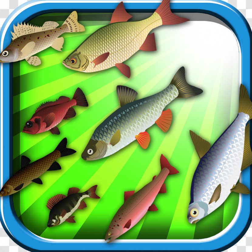 Sardine Ecosystem Marine Biology Fauna Feeder Fish - Fisherman Transparent PNG