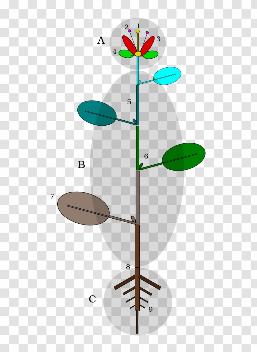 Plant Stem Flower Leaf Seed - Root Transparent PNG