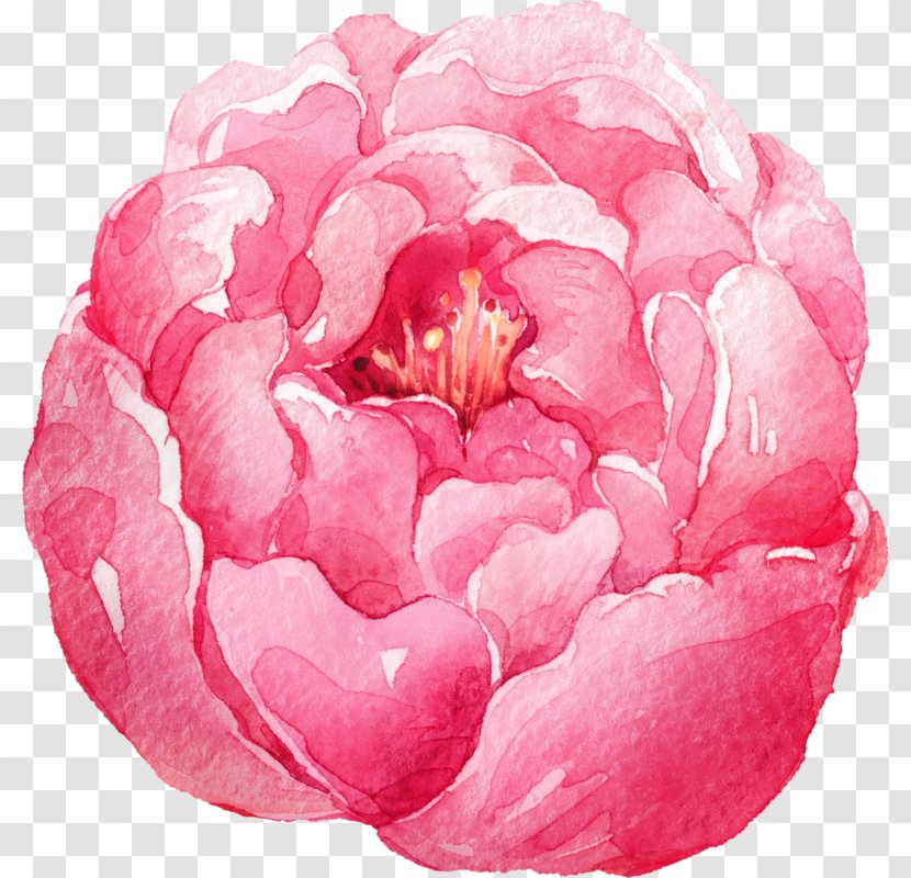 Watercolor: Flowers Watercolor Painting - Rose Transparent PNG