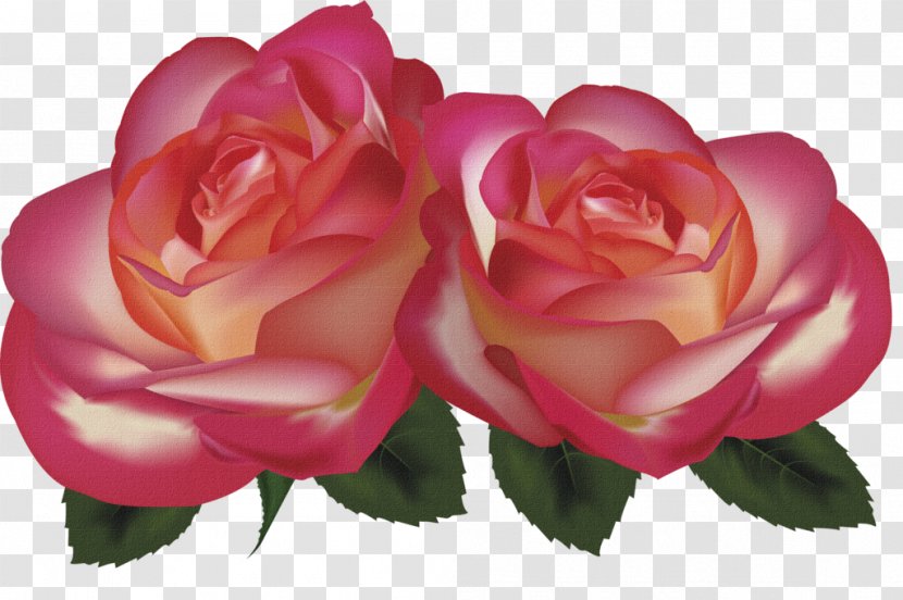 Beach Rose Red Garden Roses - Petal - Vintage Transparent PNG