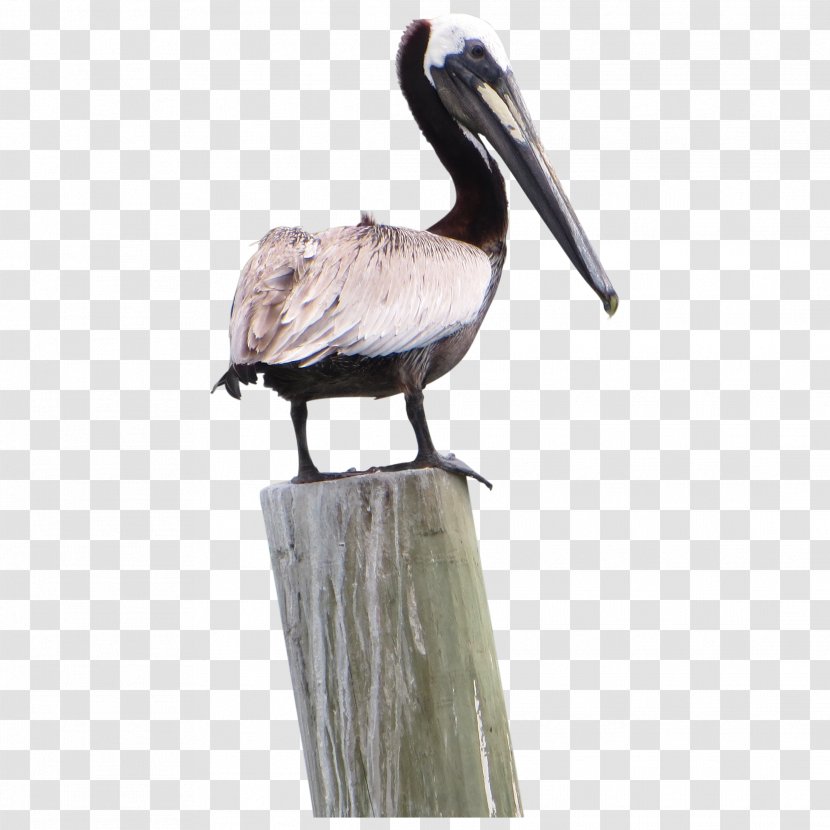 Pelican Products Icon - Fauna - Pic Transparent PNG