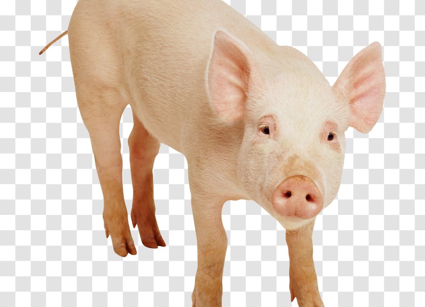 Domestic Pig Clip Art - Mammal - Drawing Transparent PNG