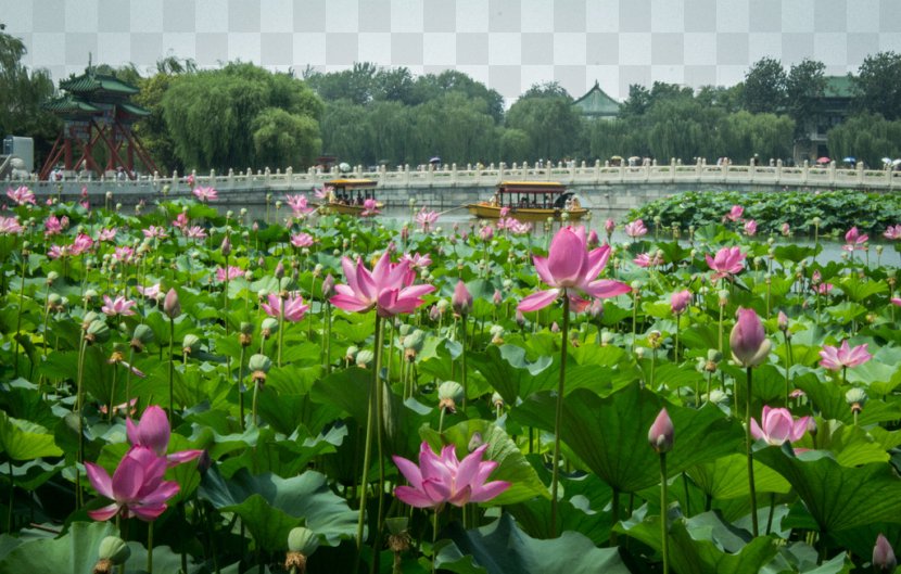 Beihai Park Odori Nelumbo Nucifera Botanical Garden Transparent PNG