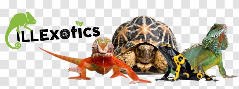 Background Floral - Animal Figure - Box Turtle Eastern Transparent PNG