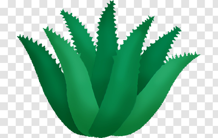 Aloe Vera Transparent PNG