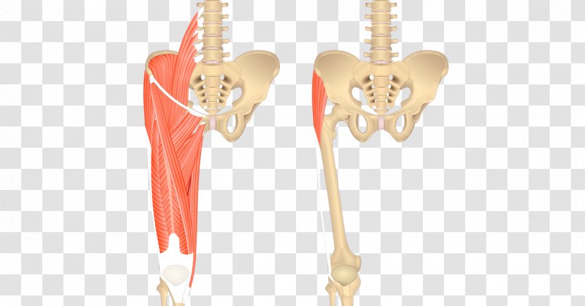 Adductor Brevis Muscle Muscles Of The Hip Longus Sartorius Magnus - Heart - Silhouette Transparent PNG