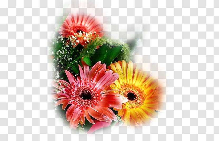 PaintShop Pro Transvaal Daisy Corel Jasc Software - Flower Transparent PNG