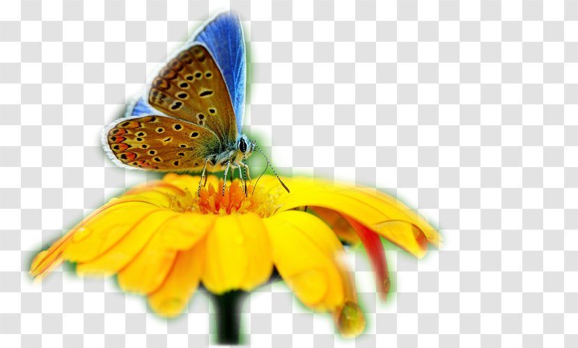 Butterfly Insect Desktop Wallpaper Evolution Of Butterflies - Heredity Transparent PNG