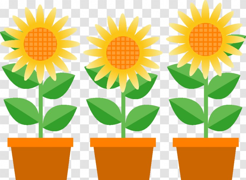 Common Sunflower Illustration 暑中 Clip Art - Seed - Flower Transparent PNG