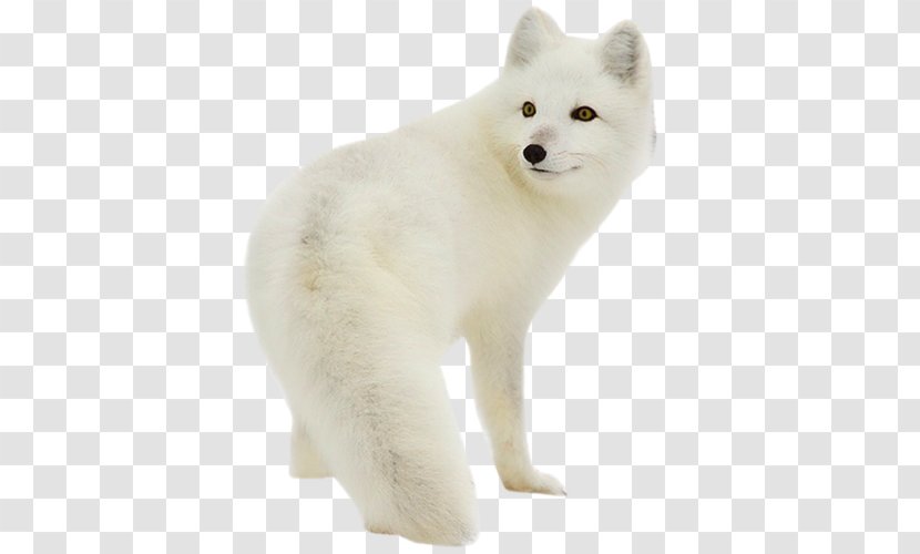 Arctic Fox Silver Rabbit Polar Bear - Wolf Transparent PNG