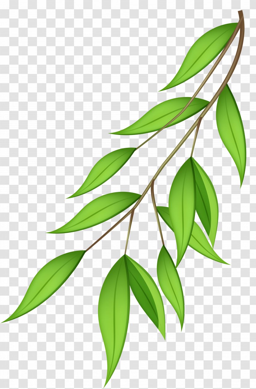 Branch Clip Art - Plant Stem - Green Transparent Image Transparent PNG