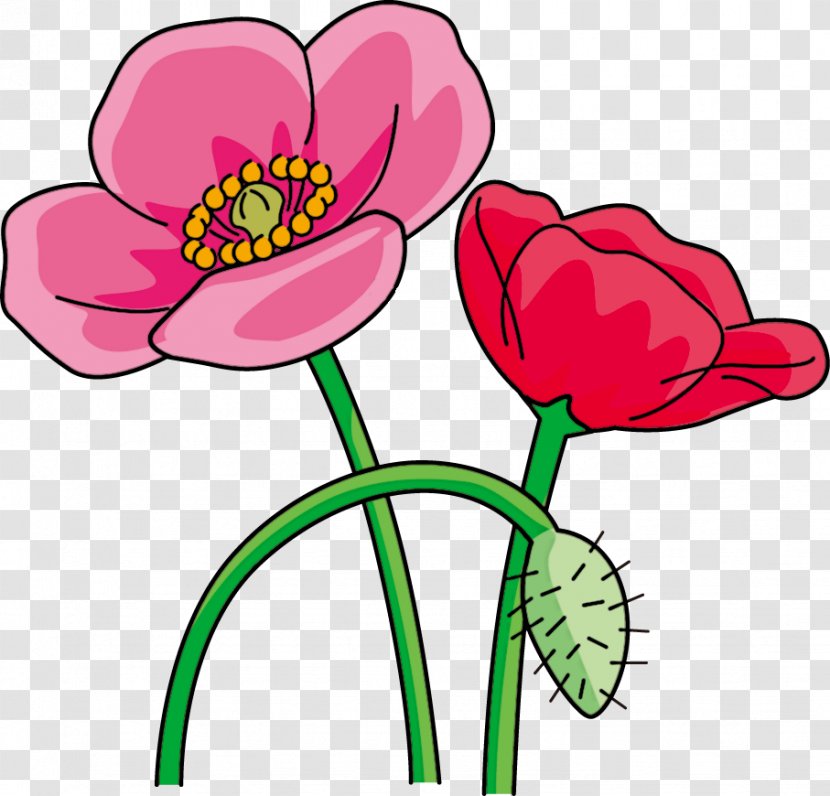 Ise Common Poppy Flower - Artwork Transparent PNG