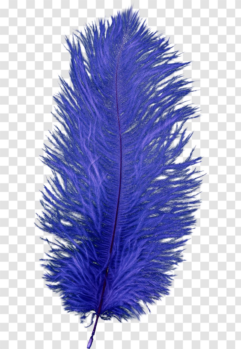 Feather - Blue - Quill Transparent PNG