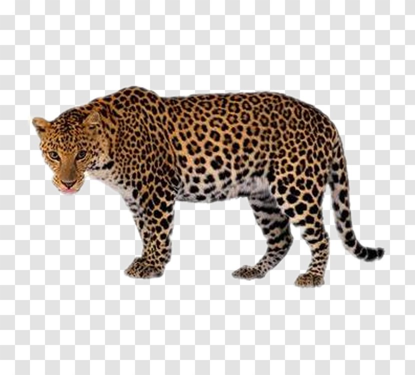 Tiger Lion Black Panther Clip Art - Carnivoran - Leopard Transparent PNG